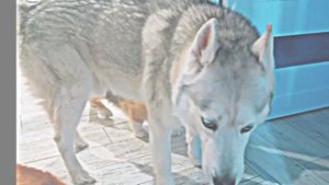 -(🐺🤟)-Видосик:° 🤙