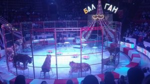 2024 дети в цирке