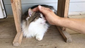 Котики 🐈 требуют внимания 😺