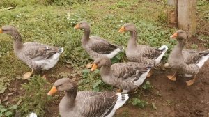 Лето в разгаре