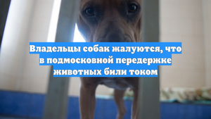 Владельцы собак жалуются, что в подмосковной передержке животных били током