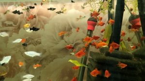 САПФИРОВЫЙ ПОПУГАЙЧИК..НЕОН.МОЛИНЕЗИИ ВАЛИФЕРА.СКОЛЯРИИ.ПЕЦЫЛИИ..ВИШНЁВЫЙ БАРБУС.ГУРАМИ.-В НАЛИЧИИ