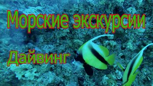 Дайвинг и морская прогулка на Египетские Мальдивы в Хургаде