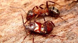 НЕЛЮДИ СОЗДАНЫ ПО ПОДОБИЮ САТАНЫ, А ЛЮДИ СОЗДАНЫ ПО ПОДОБИЮ БОГА! ЛЮДИ КАК МУРАВЬИ, НЕЛЮДИ КАК ЖУКИ!