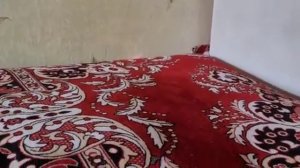 Сеня в Шоке Обзор Интерактивной Игрушки Для Котенка