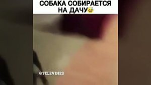 СМЕШНЫЕ ПРИКОЛЬНЫЕ ВИДЕО / СМЕШНОЕ ВИДЕО / НОВОЕ ВИДЕО / НОВЫЕ ВИДЕО