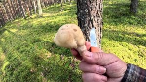 Прогулки за грибами.  Собираю первых цыганок.