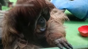 🙏Суматранский орангутан Сандокан из Московского зоопарка скончался на 44-году жизни🙏