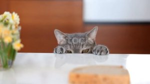 Голодный котик