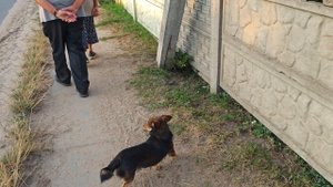 Шарик застеснялся...