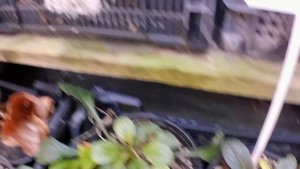 Кабардинка.Старый парк.