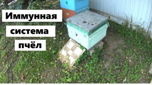 Иммунная система медоносных пчёл.