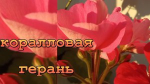 КОРАЛЛОВАЯ ГЕРАНЬ.
