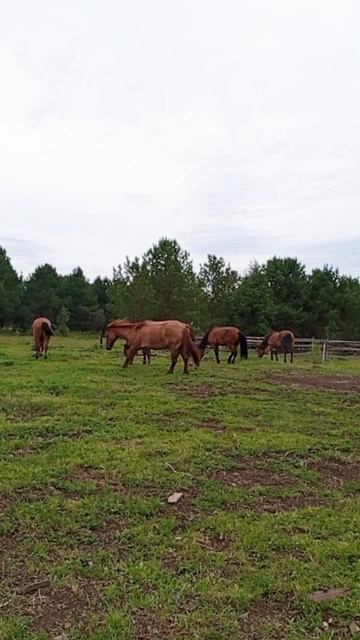 Не Средний, а Южный! смотреть онлайн