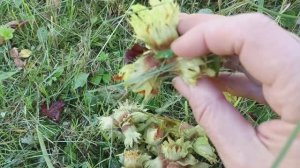 Что планирую делать в саду и первый урожай орехов