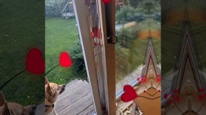 1000033869.mp4(Собака наблюдает за устройством каркаса для откосов у оконных проёмов в доме А-фрейм)