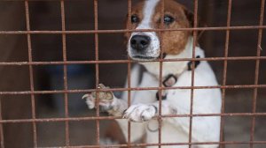 Собачью тюрьму в подмосковном Чехове раскрыли после публикации РЕН ТВ