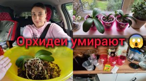 Орхидеи умирают. Новые горшки. Пересаживаю. Спасаю цветы