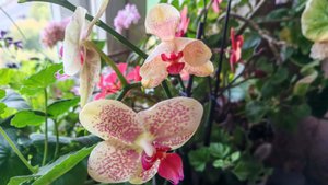 Распаковка Чижик. Готовлю дома. 4 и 5 сентября.