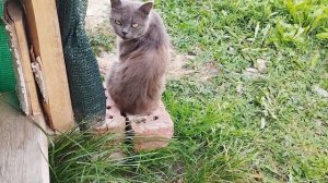 Копаем картошку. Жарим карася. 1 Сентября 2025 года