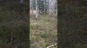 Тихая охота