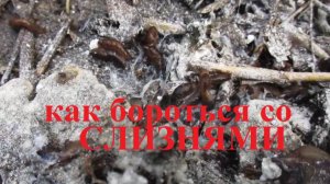 Как уничтожить слизней в огороде