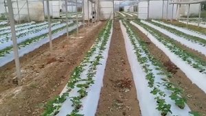 Сорт клубники Мурано, выращивание в теплице