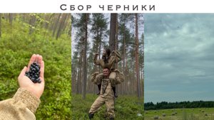 Поход в лес | Сбор черники