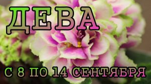 ДЕВА таро прогноз на неделю с 8 по 14 СЕНТЯБРЯ 2025 года.