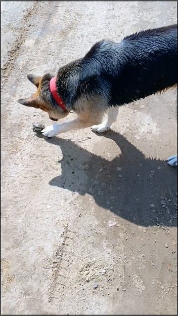 Весна 2025 года Багира развлекается с лягушками. смотреть онлайн