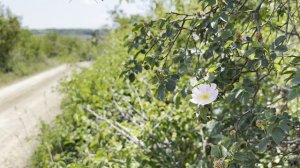 Дикий жасмин