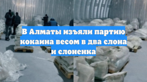 В Алматы изъяли партию кокаина весом в два слона и слоненка