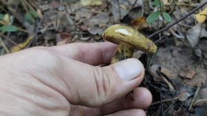 За грибами 🍄🌲 перед закатом