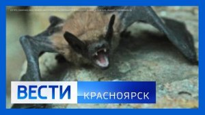 Вести. Красноярск от 04.09.25