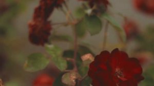 4754481-hd_1920_1080_24fps