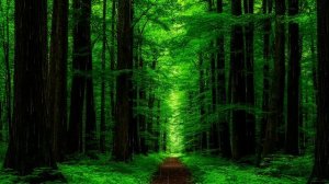 Звук природы для сна. Природа. Дождь. Дождь слабый в лесу с пением птиц