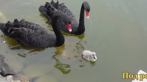 Видео. У лебедей,тоже всё, как у людей.