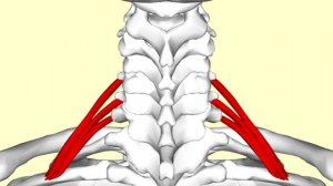 Лестнично-позвоночный треугольник _ Топографическая Анатомия и Оперативная Хирургия