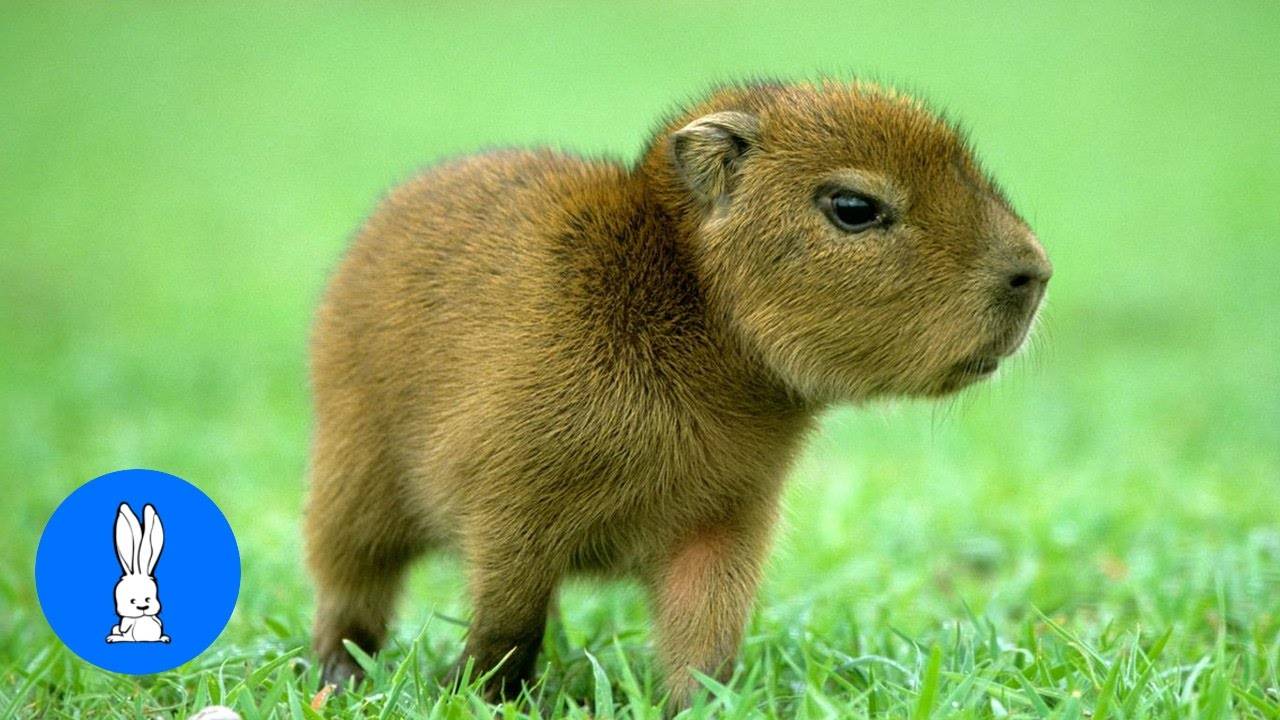 Малыши капибары играют - САМАЯ МИЛАШЕЧНАЯ подборка