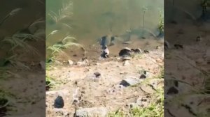 Сом почти слопал птичку на берегу  🥲