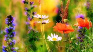 ВОСКЛИЦАЙ,ТАНЦУЙ И ПОЙ. Авторские песни Светланы Буреевой