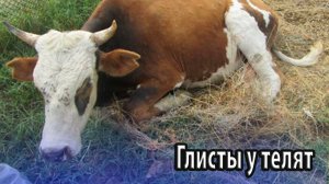 Глисты у телят и коров - снижение продуктивности всего стада