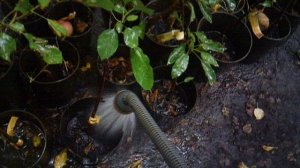 Полив саженцев ЗКС