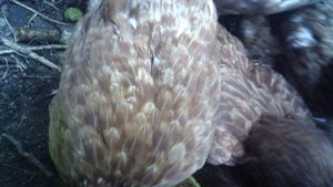 Куриный ужин