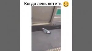 СМЕШНЫЕ ВИДЕО ПРИКОЛЫ / СМЕШНОЕ ВИДЕО СМОТРЕТЬ БЕСПЛАТНО БЕЗ РЕГИСТРАЦИИ БЕСПЛАТНО