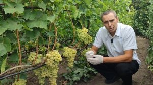 Виноград кишмиш Рататуй. Саженцы и черенки винограда в ЛНР РФ. Евгений РОМАН.