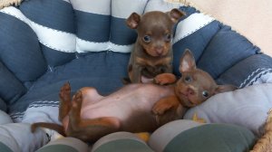 ЛИЛОВЫЕ ТОЙЧИКИ