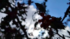 Осень. Боярышник.....