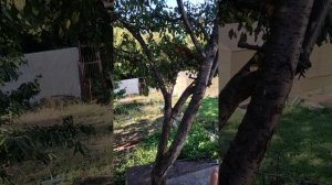 Три ореха для белочки .mp4