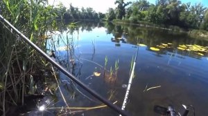 Болотный карась с желтоватым отливом